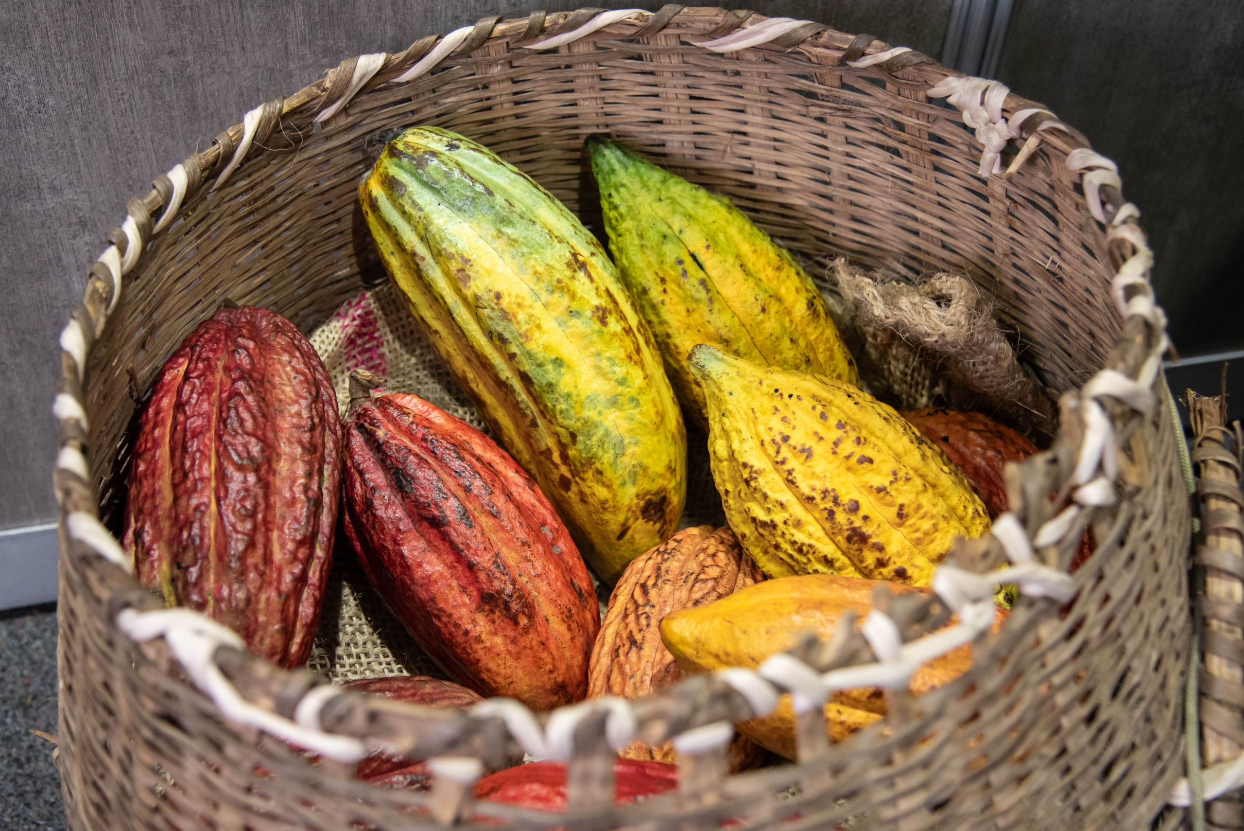 cacao-2
