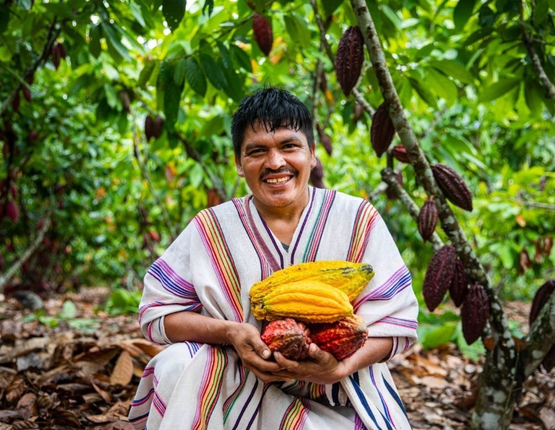 campesino cacao